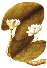 European white water lily, European White Waterlily or White Lotus, Nymphaea alba, Nymphaeaceae,