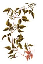 Virgin's Bower or Devil's Darning Needles, Clematis virginiana, Ranunculaceae, Illustration by