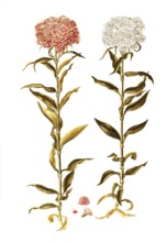 Sweet William, Dianthus barbatus, Caryophyllaceae, Illustration by Francesco Peyrolery,