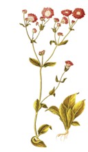 Red campion, red campion, red night carnation, red wood carnation, red campion, red campion,