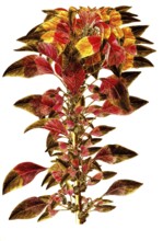 Joseph's coat amaranth or Tampala, Amaranthus tricolor, Amaranthaceae, Illustration by Giovanni