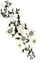 Asiatische Jungfrauenlaube oder Passionsblumen-Waldrebe, Asian virginsbower, Clematis florida