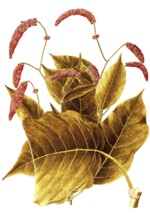 Oriental Knotweed, Prince's Feather or Kiss me over the garden gate, Polygonum orientale,