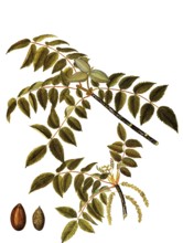 Butternut, also Grey Walnut, Butternut or White Walnut, Juglans cinerea, Juglandaceae, Illustration