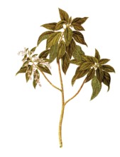 Gesnouinia arborea Gaudich, Urticaceae, Illustration by Angela Rossi Bottione, watercolour,