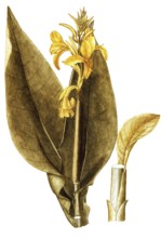 Pretoria Canna Lily, Indian Shot or Saka Siri, Canna indica, Cannaceae, Illustration by Giovanni