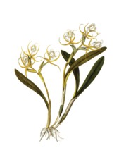 Fringed Star Orchid, Epidendrum ciliare or Coilostylis ciliaris, Orchidaceae, Illustration by