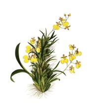 Gomesa bifolia, Orchid, Oncidium bifolium Sims, Orchidaceae, Illustration by Maddalena Lisa