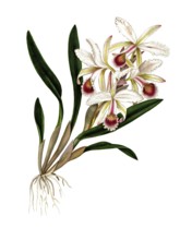 Easter orchid, Cattleya mossiae Hook, Orchidaceae, Illustration by Maddalena Lisa Mussino,