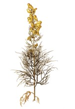 Poison Monkshood, Yellow Monkshood, or Healing Wolfsbane, Aconitum anthora, Ranunculaceae,