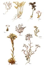 Stonecrop, 1, Dark Stonecrop, 2, Goldmoss Stonecrop, 3, Mountain Houseleek, 4, Thick-leaf