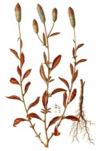 Silver cockscomb, Celosia argentea, Amaranthaceae, Illustration by Giovanni Antonio Bottione,