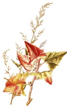 Gartenmelde, auch Garten-Melde, Spanischer Salat, Spanischer Spinat und Orache, Garden Orache or