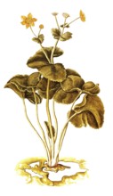 Marsh Marigold, Kingcup, Caltha palustris, Ranunculaceae, Illustration by Francesco Peyrolery,