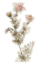 Maid in the Green, Black Cumin, Love-in-a-Mist or Devil-in-a-bush, Nigella damascena,