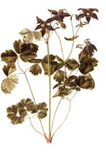 Alpine Columbine, Aquilegia alpina, Ranunculaceae, Illustration by Francesco Peyrolery,