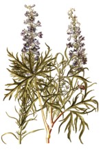 Candle larkspur, Delphinium elatum, Ranunculaceae, Illustration by Francesco Peyrolery,