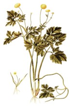 Ranunculus repens, Double Creeping Buttercup, Ranunculus repens pleniflorus, Illustration by