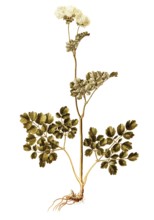 Greater meadow-rue, Columbine Meadow Rue, Thalictrum aquilegifolium, Ranunculaceae, Illustration by