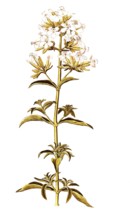 Soap Root, Soapwort or Bouncing Bet, Saponaria officinalis, Caryophyllaceae, Illustration by