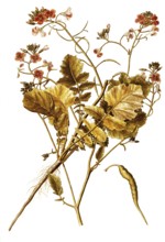 Field Radish, Wild Radish or Jointed Charlock, Raphanus raphanistrum, Cruciferae, Illustration by
