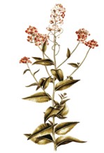 Dame's Rocket or Damask Violet, Hesperis matronalis, Cruciferae, Illustration by Francesco