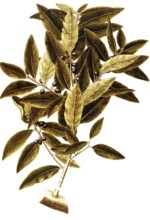 Bay Laurel, Laurus nobilis, Lauraceae, Illustration by Giovanni Antonio Bottione, watercolour,