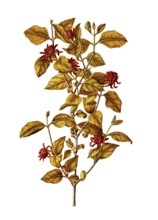 Carolina sweetshrub, Sweetshrub, Sweet Betsy, Calycanthus floridus, Calycanthaceae, Illustration by