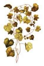 Canada Moonseed or Common Moonseed, Menispermum canadense, Menispermaceae, Illustration by Giovanni