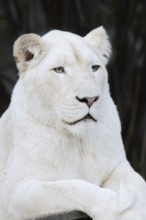 White lion (Panthera leo), female, portrait, captive