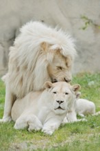 White lion (Panthera leo), pair copulating, captive