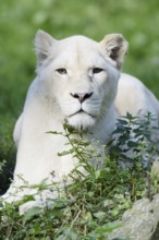 White lion (Panthera leo), female, captive
