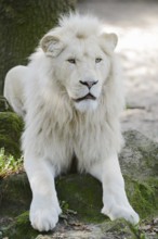 White lion (Panthera leo), male, captive