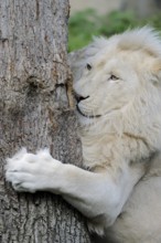 White lion (Panthera leo), male, captive, occurring in Africa