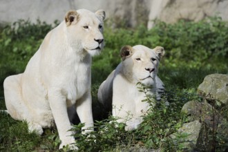 White lion (Panthera leo), two females, captive, occurring in Africa