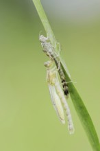 Willow Emerald Damselfly (Chalcolestes viridis) freshly hatched dragonfly hanging from its exuvia,