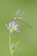 Willow Emerald Damselfly (Chalcolestes viridis), male on flower of meadow clover (Trifolium