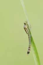 Willow Emerald Damselfly (Chalcolestes viridis), larva shortly in front of hatching, North