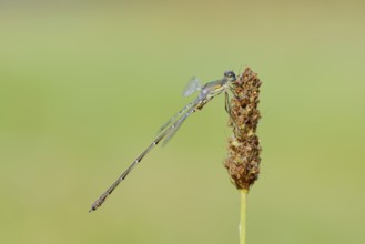 Willow Emerald Damselfly (Chalcolestes viridis), male, North Rhine-Westphalia, Germany