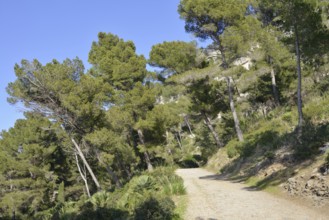 Hiking trail at Cap des Pinar, Majorca, Balearic Islands, Spain