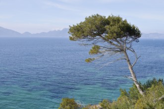 Aleppo pine (Pinus halepensis) on the coast, Platja S'Illot, Majorca, Balearic Islands, Spain