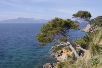 Aleppo pines (Pinus halepensis) on the coast, Platja S'Illot, Majorca, Balearic Islands, Spain