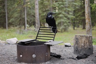 Common raven (Corvus corax) sitting by a fire pit at a campsite, Banff National Park, Alberta,