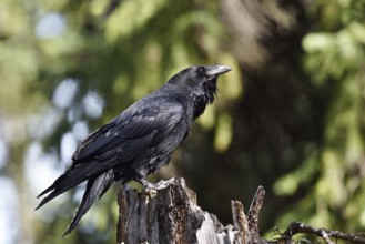 Common Raven (Corvus corax), Banff National Park, Alberta, Canada
