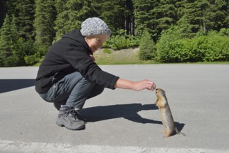 Woman feeding a Columbia gopher (Urocitellus columbianus, Spermophilus columbianus) in a car park,