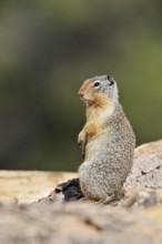 Columbia ground squirrel (Urocitellus columbianus, Spermophilus columbianus), Banff National Park,