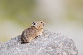 American pika (Ochotona princeps) sitting on a rock, Jasper National Park, Alberta, Canada