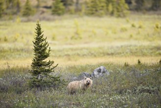 Grizzly bear (Ursus arctos horribilis), Banff National Park, Alberta, Canada
