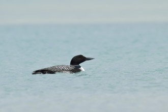 Common loon (Gavia immer), Banff National Park, Alberta, Canada