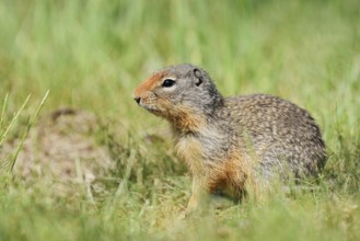 Columbia ground squirrel (Urocitellus columbianus, Spermophilus columbianus), British Columbia,